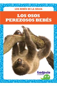 Los Osos Perezosos Bebés (Sloth Babies)