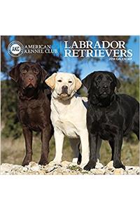 Labrador Retrievers American Kennel Club 2018 Wall Calendar