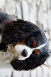 A Pensive Cavalier King Charles Spaniel Journal