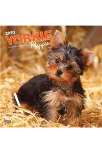 Yorkshire Terrier Puppies 2020 Square