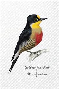 Yellow-fronted Woodpecker