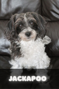 Jackapoo