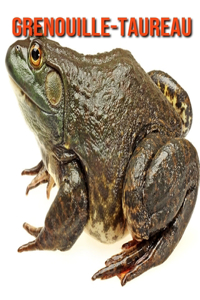 Grenouille-Taureau