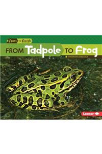 From Tadpole to Frog