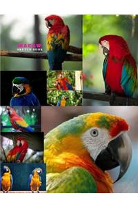 Macaw Sketch Book