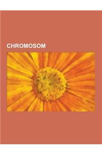 Chromosom: Geschlechts-Chromatin, Geschlechtschromosom, X-Inaktivierung, Chromosomentheorie Der Vererbung, Y-Chromosom, Trisomie,