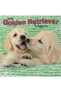 Golden Retriever Puppies 2019 Square