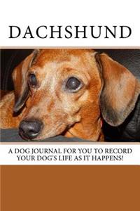 Dachshund