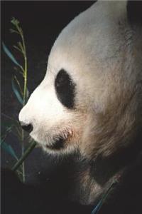 Panda Portrait Journal