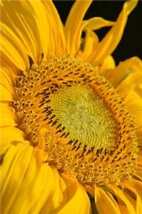 A Yellow Summer Sunflower Up Close Garden Flower Journal