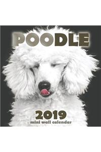 Poodle 2019 Mini Wall Calendar
