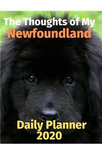 The Thoughts of My Newfoundland