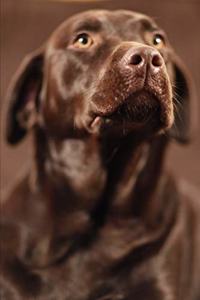 2020 Weekly Planner Chocolate Lab Dog Photo 134 Pages