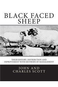 Black Faced Sheep