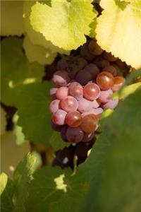 Wine Grapes in the Vineyard Napa Valley Journal