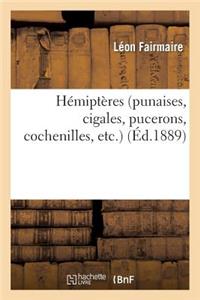 Hémiptères (Punaises, Cigales, Pucerons, Cochenilles, Etc.)
