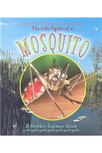 Life Cycle of a Mosquito