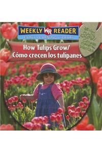 How Tulips Grow / Cómo Crecen Los Tulipanes