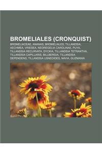 Bromeliales (Cronquist): Bromeliaceae, Ananas, Bromeliales, Tillandsia, Aechmea, Vriesea, Neoregelia Carolinae, Puya, Tillandsia Recurvata