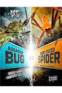 Assassin Bug VS Ogre-Faced Spider