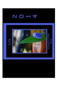 Life Around a Little Pond