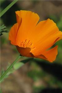 California State Flower - California Poppy Journal