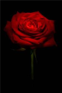 Red Rose