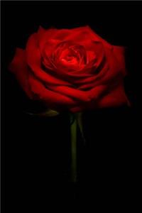 Red Rose