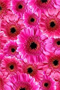 Gerber Daisy Journal