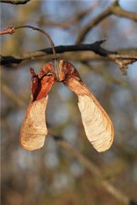 Whirligig Helicopter Seeds Maple Tree Journal