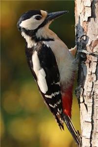 Woodpecker