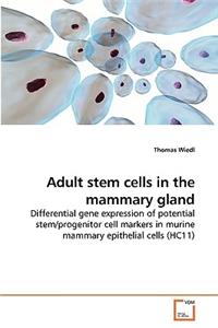 Adult stem cells in the mammary gland