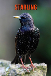 Starling