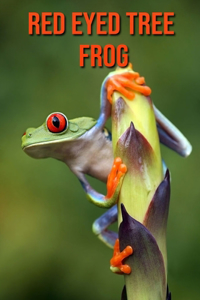 Red Eyed Tree Frog