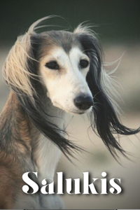 Salukis