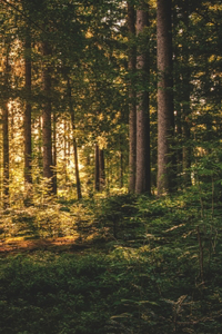 The Whispering Woods