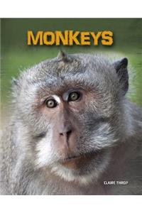 Monkeys