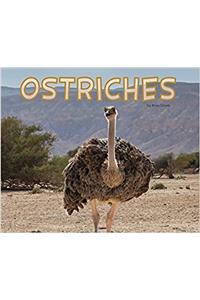 Ostriches