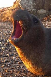 Elephant Seal Journal