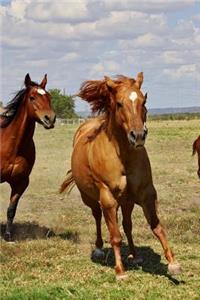 Horse Running in a Pasture in Texas Journal