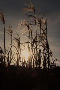 Reeds in Silhouette on a Sunny Winter Day Journal