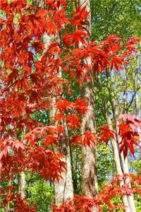 Journal Springtime Japanese Maple Tree: (Notebook, Diary, Blank Book)