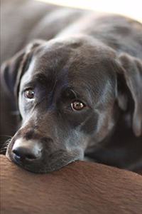 2020 Weekly Planner Cute Black Labrador Retriever 134 Pages