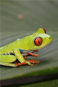 Tiny Red Eyed Tree Frog Journal