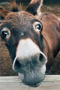Say Hello to the Donkey Journal