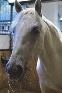 The Lipizzan Horse Journal