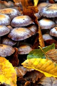 Hunting Mushrooms in the Forest Journal