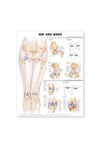 Hip and Knee Anatomical Chart