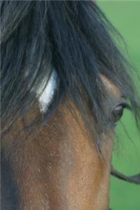 2020 Daily Planner Horse Photo Equine Bay Closeup 388 Pages