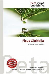Ficus Citrifolia